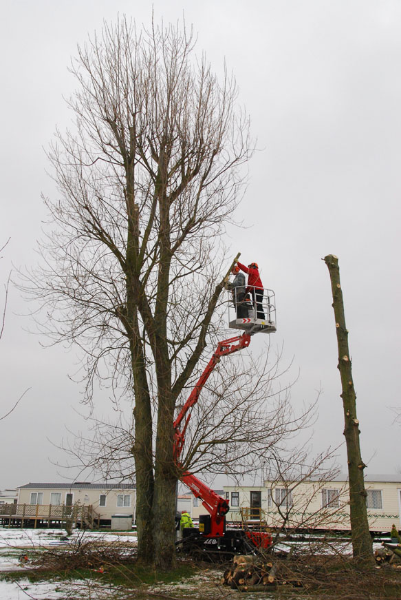 conservation_company_tree_surgery_natural_ponds_east_anglia_027