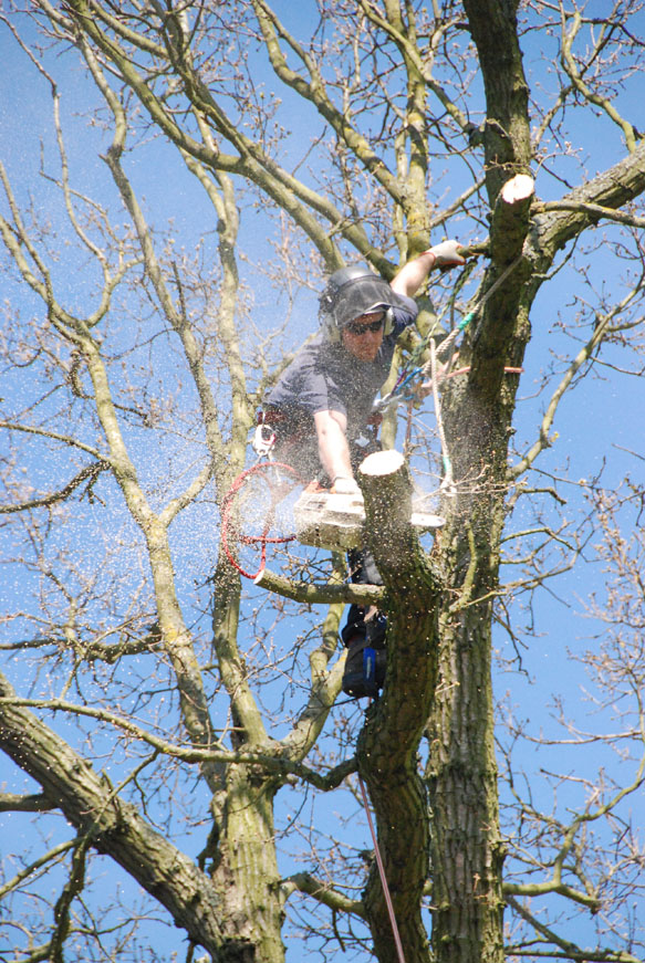 conservation_company_tree_surgery_natural_ponds_east_anglia_047